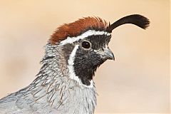 Gambel's Quail